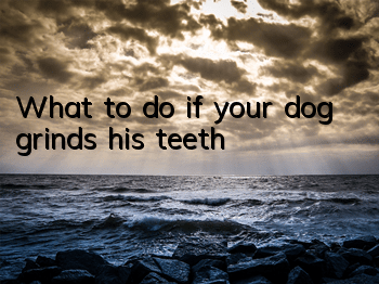 TWhat to do if your dog grinds his teeth