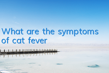 TWhat are the symptoms of cat fever?