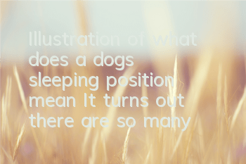 Illustration of what does a dog’s sleeping position mean? It turns out there are so many things to pay attention to when sleeping!